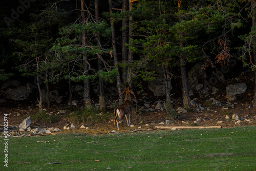 Fototapeta Naklejka Na Ścianę i Meble -  Fallow deers in La Garrotxa, Girona, Pyrenees, northern Spain. Europe
