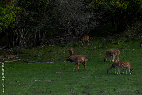 Fallow deers in La Garrotxa  Girona  Pyrenees  northern Spain. Europe