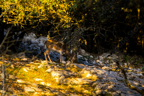 Fototapeta Naklejka Na Ścianę i Meble -  Fallow deers in La Garrotxa, Girona, Pyrenees, northern Spain. Europe