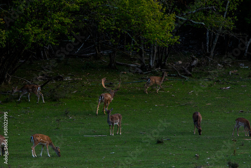 Fototapeta Naklejka Na Ścianę i Meble -  Fallow deers in La Garrotxa, Girona, Pyrenees, northern Spain. Europe