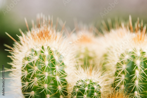 Houseplant Pilosocereus pachycladus cactus, cactuses growing in a garden. Desert plants on white backdrop. Blue columnar cactus (Pilosocereus Pachicladus) with long, dangerous thorns macro photo.