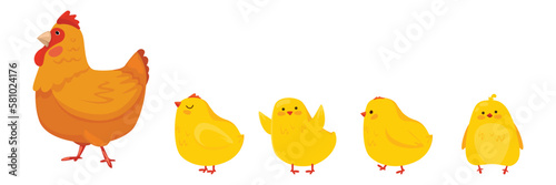 A mother hen is walking with her newborn chicks.