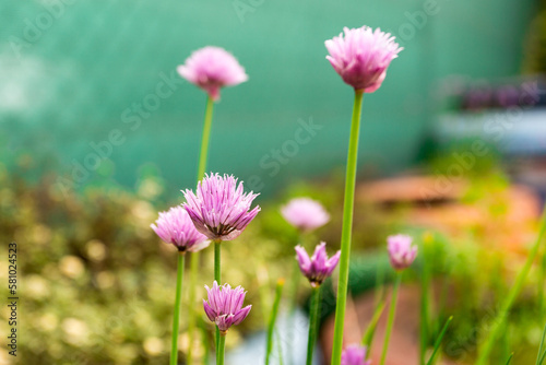 pink flowers in the garden © Anna