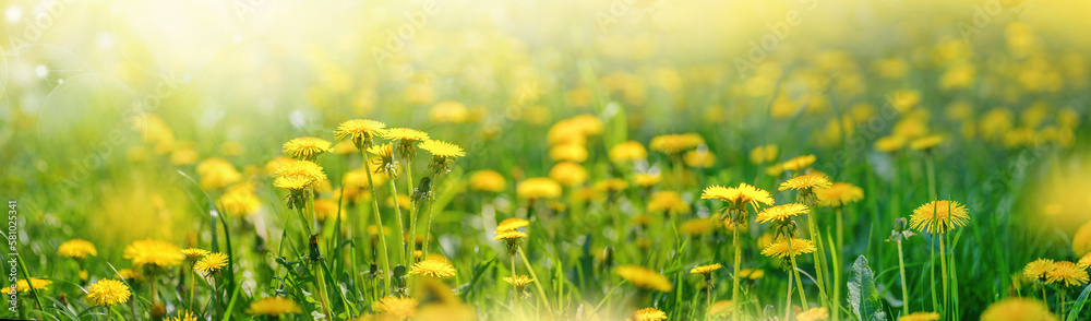 Obraz premium Meadow with lots of spring flowers yellow dandelions in sunny day in nature. Ultra wide banner format, panorama.