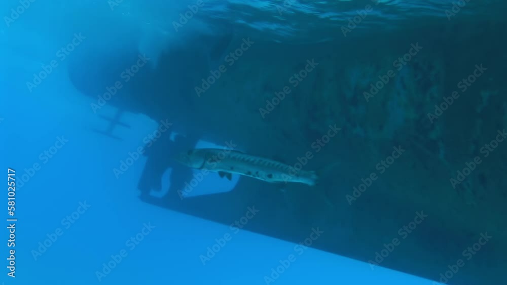 Barracuda fish seen under surface of water and near boat. As we explore deep sea, we encounter variety of captivating animals, such as massive octopus, elusive colossal squid. Barracuda fish seen under surface of water and near boat. As we explore deep sea, we encounter variety of captivating animals, such as massive octopus, elusive colossal squid.