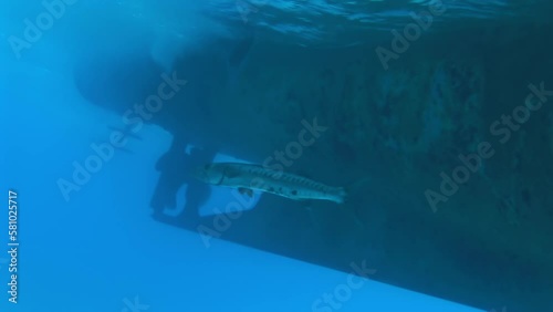 Barracuda fish seen under surface of water and near boat. As we explore deep sea, we encounter variety of captivating animals, such as massive octopus, elusive colossal squid.