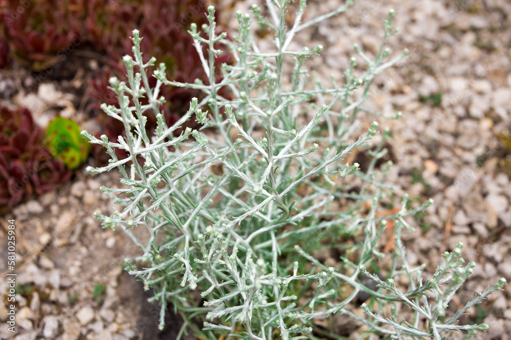 plant on the ground plant on the ground
