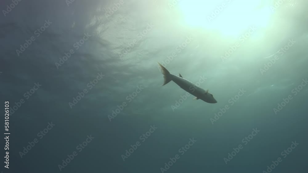Barracuda fish hovering near surface of water underwater. Underwater world is source of beauty and inspiration, but it also plays critical role in our planets ecosystem. Barracuda fish hovering near surface of water underwater. Underwater world is source of beauty and inspiration, but it also plays critical role in our planets ecosystem.