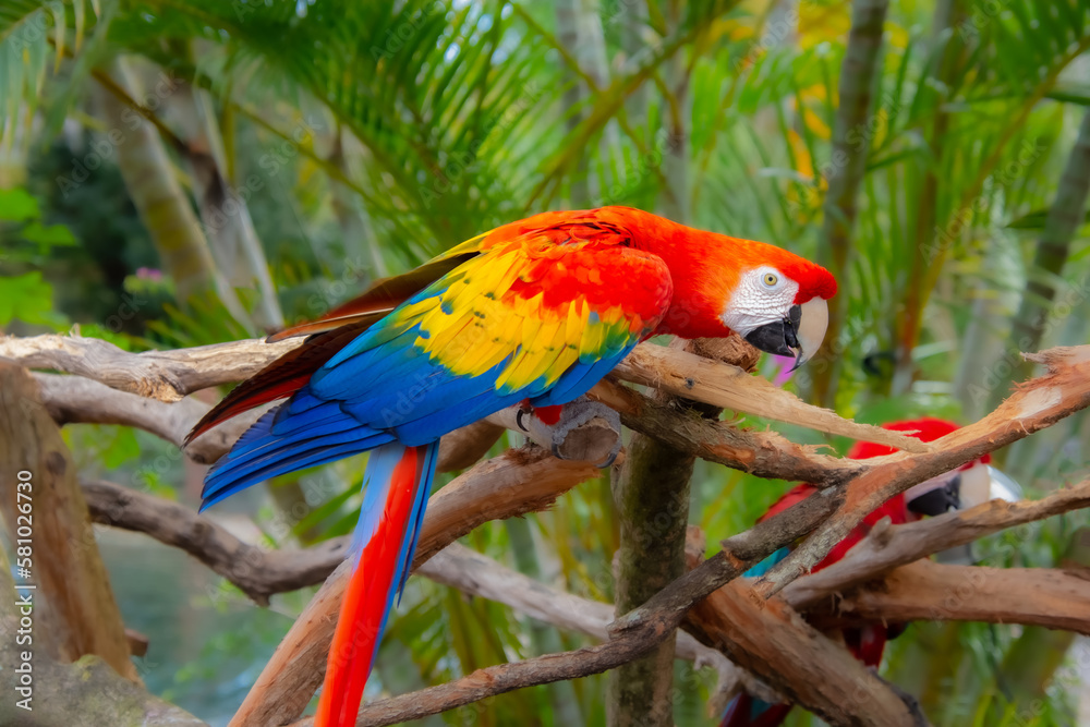Obraz premium Cute parrot resting on a branch watching its surroundings