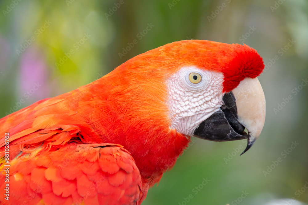 Fototapeta premium Cute parrot resting on a branch watching its surroundings