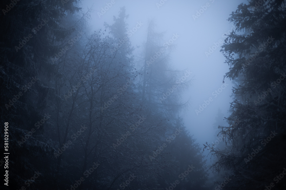 misty morning in the forest