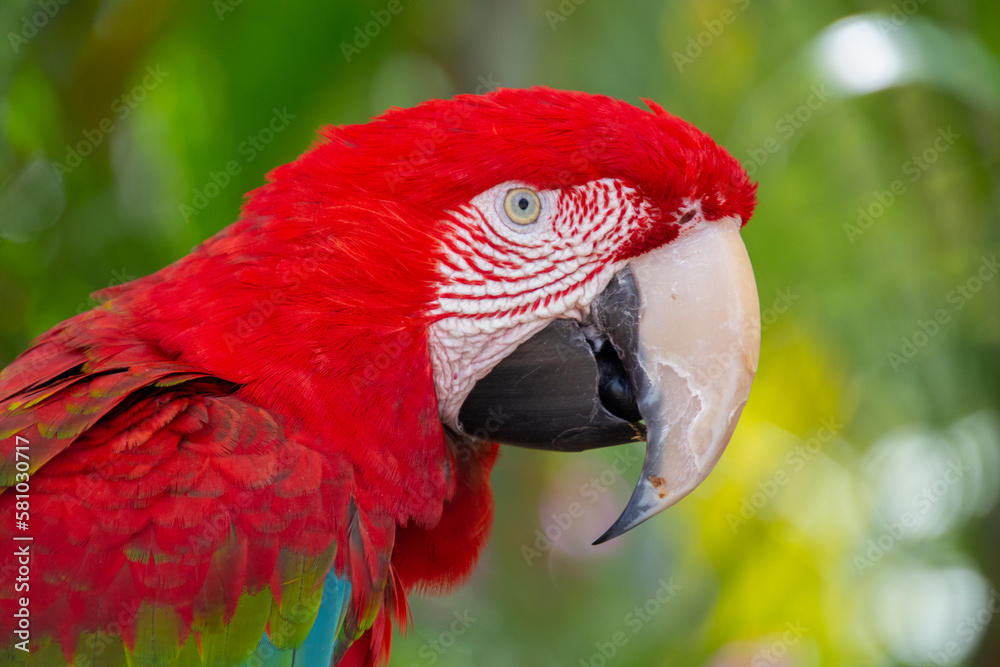 Cute parrot resting on a branch watching its surroundings