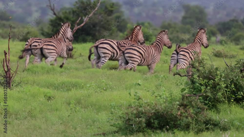 Cheetah cub chasing zebras around