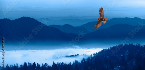 Red-tailed Hawk flying over the blue mountains with sunset sky