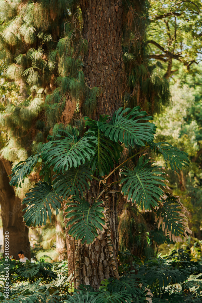 Tropical tree in the park. Green leaves of Monstera Tropical tree in the park. Green leaves of Monstera