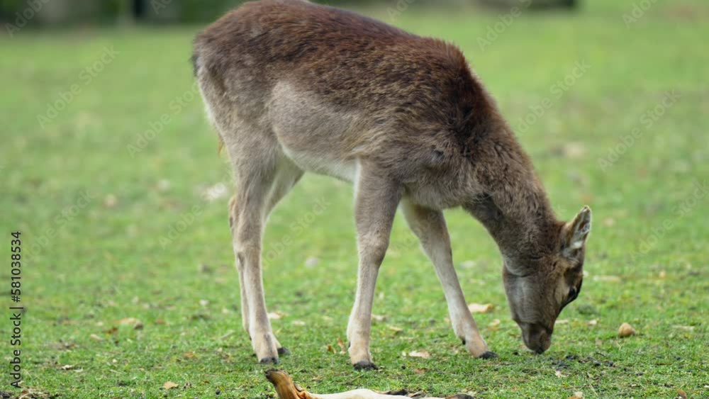 Focus Pulling From One Deer to Young Red Deer Female (Cervus elaphus) Grazing on a Green Field in a Park of Germany - slow motion Focus Pulling From One Deer to Young Red Deer Female (Cervus elaphus) Grazing on a Green Field in a Park of Germany - slow motion