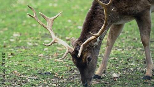 Male European fallow deer (Dama dama) stag in a grassy green field trying to eat purple lighter