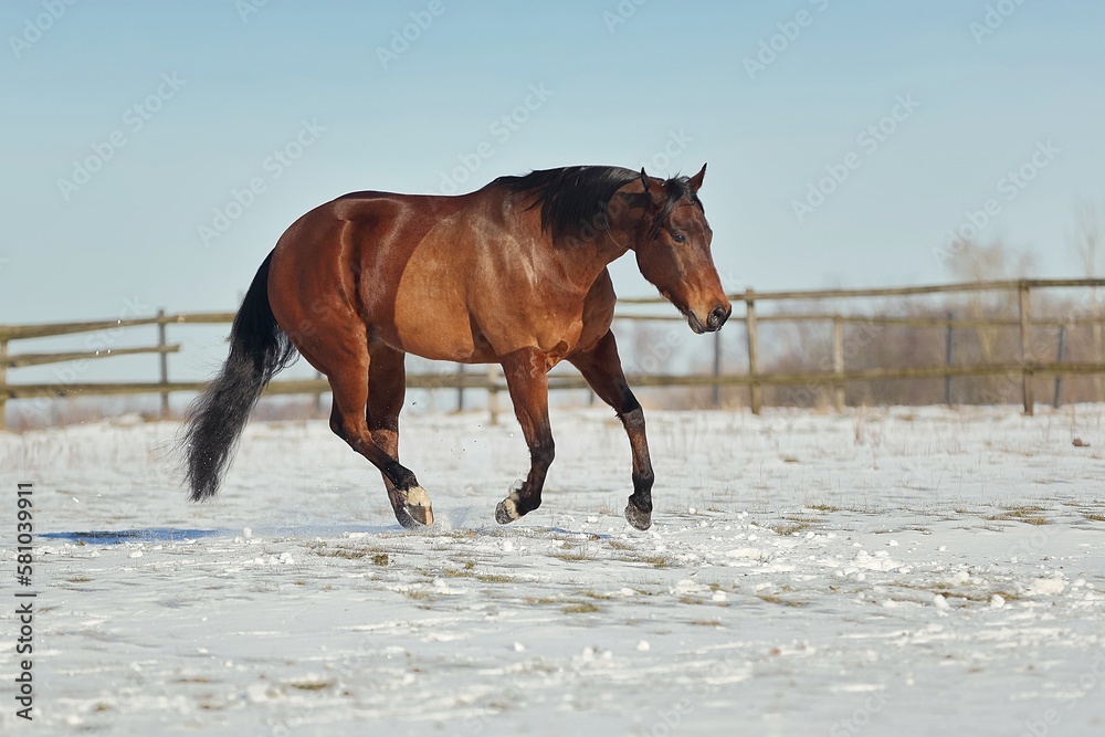 Quarter Horse im Schnee Quarter Horse im Schnee