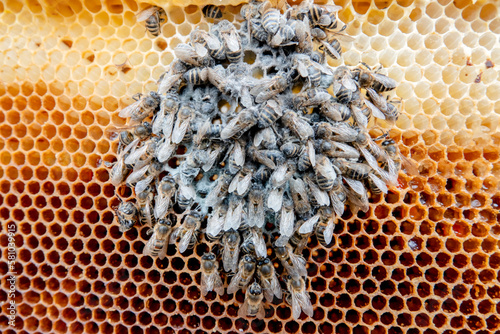 Bienen gestorben im Winter