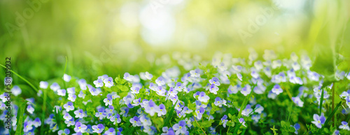 Beautiful tender spring violet white flowers in nature outdoors in form of ultra wide banner format, panorama.