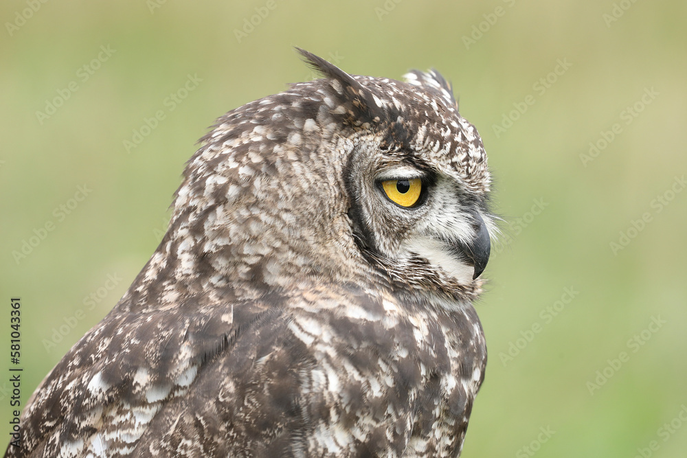 A portrait of a Spotted Eagle-Owl
A portrait of a Spotted Eagle-Owl