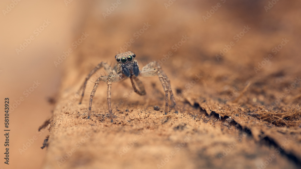 Details of a Jumper spider perched on a brown branch.