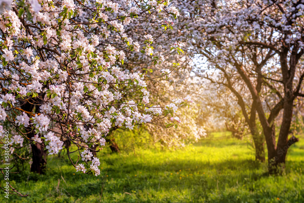 Blooming apple organic orchard in sunset or sunrise Blooming apple organic orchard in sunset or sunrise