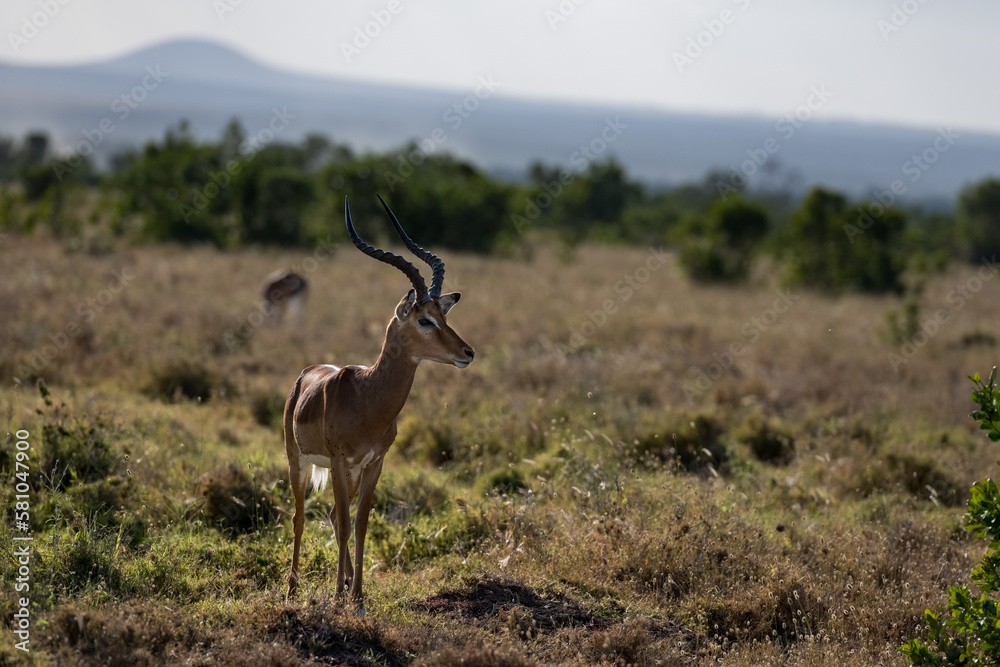 Antelope in the savannah of Africa Antelope in the savannah of Africa