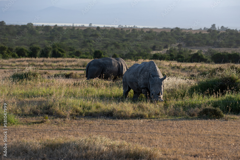 Fototapeta premium the last Rhinos in Africa are threatend with extinction