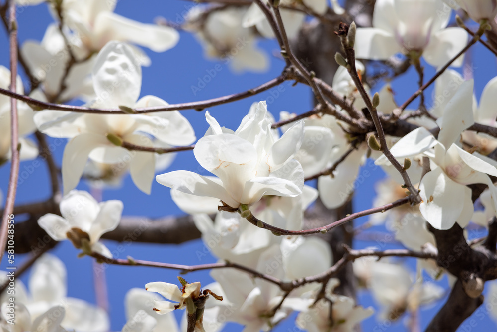 満開のコブシの花 満開のコブシの花