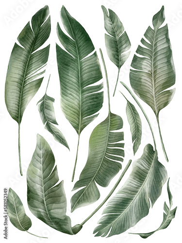 Banana palm leaves in watercolor style isolated on white background. Hand-drawn watercolor floral illustration on transparent background can be used on a variety of surfaces, wallpaper