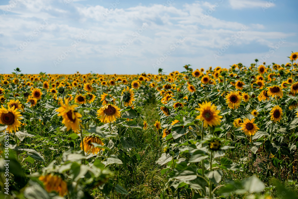 Sunflower field on a sunny day against the sky. Selective focus. Natural background.