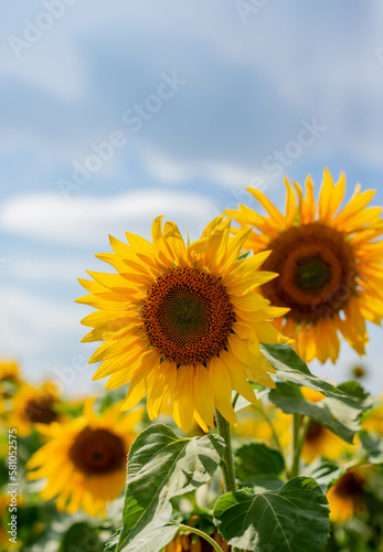 Sunflower field on a sunny day against the sky. Selective focus. Natural background.