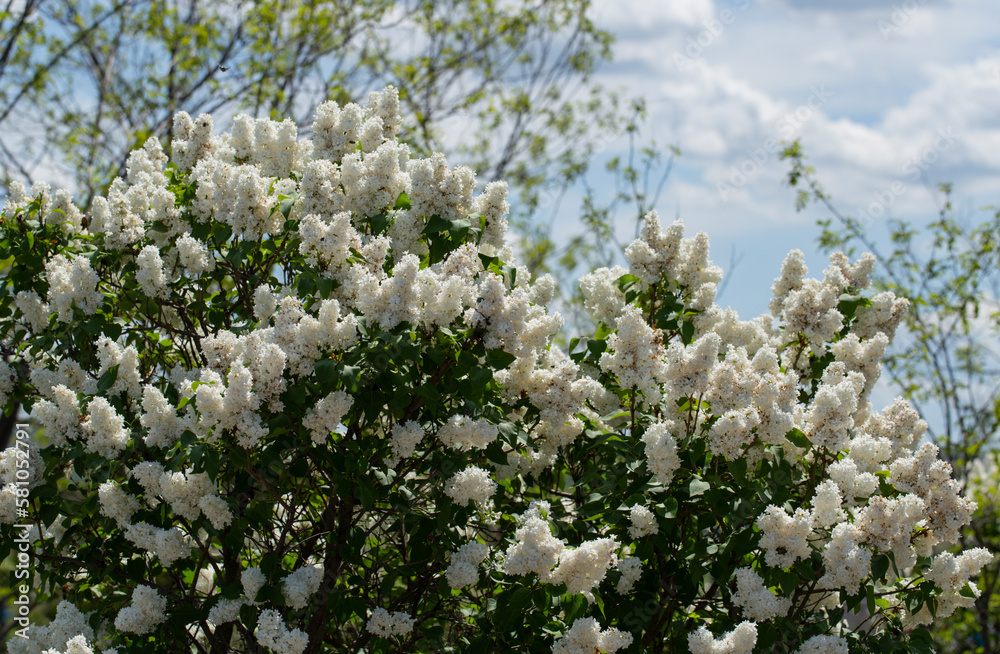 Syringa. A white, double-flowered cultivar. Lilac bush in spring. Syringa. A white, double-flowered cultivar. Lilac bush in spring.