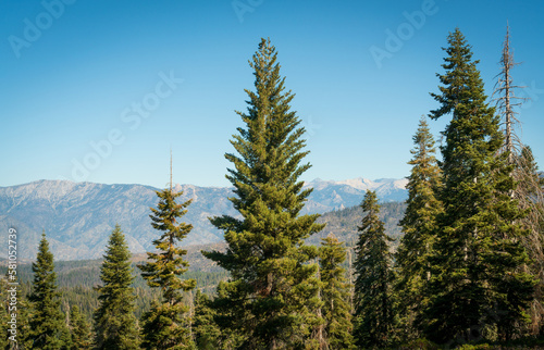 Treeline and Mountain Ridge at Giant Sequoia National Monument
