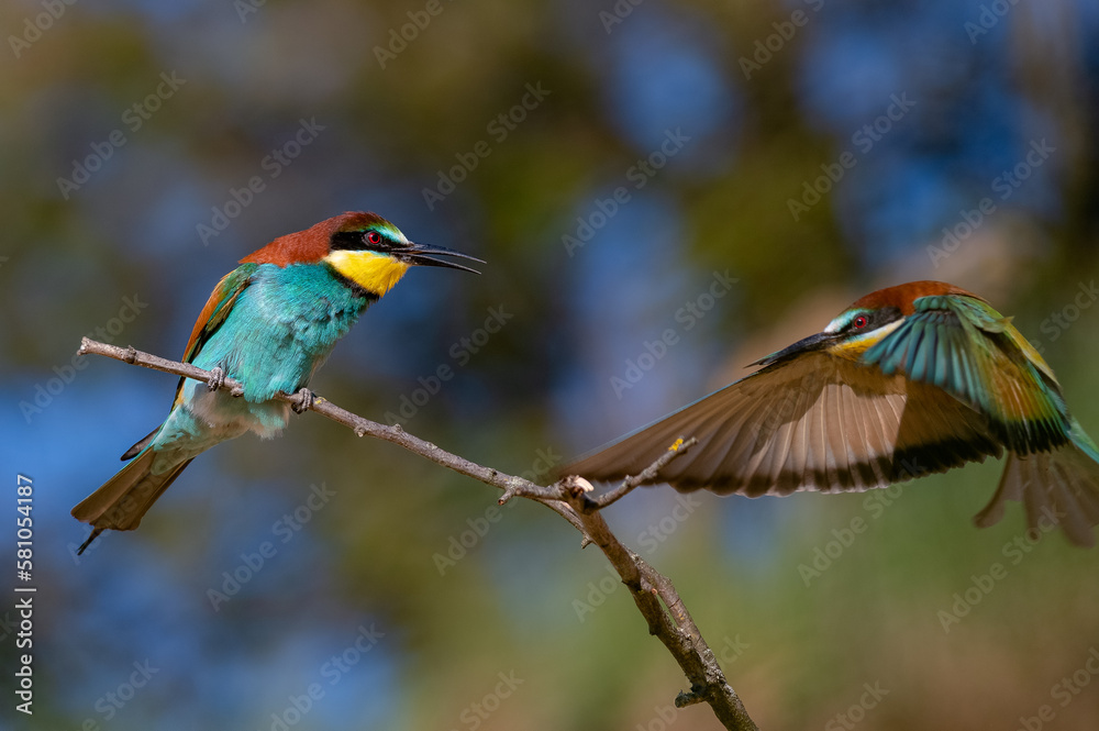 Beautiful The European bee-eater (Merops apiaster) at the spring revival of nature. Beautiful The European bee-eater (Merops apiaster) at the spring revival of nature.