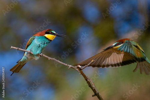 Beautiful The European bee-eater (Merops apiaster) at the spring revival of nature. 