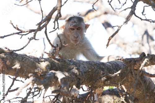 ape