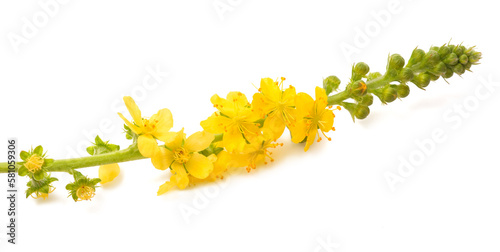 Common agrimony flowers