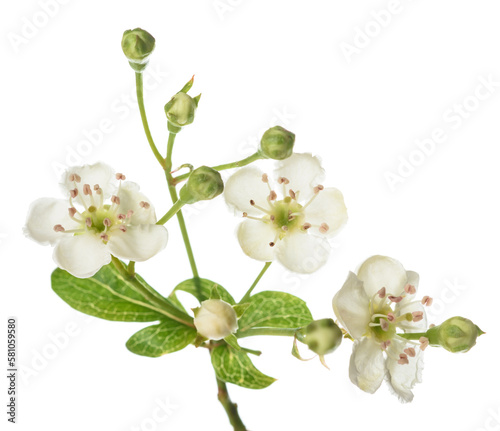Hawthorn branch with  flowers photo