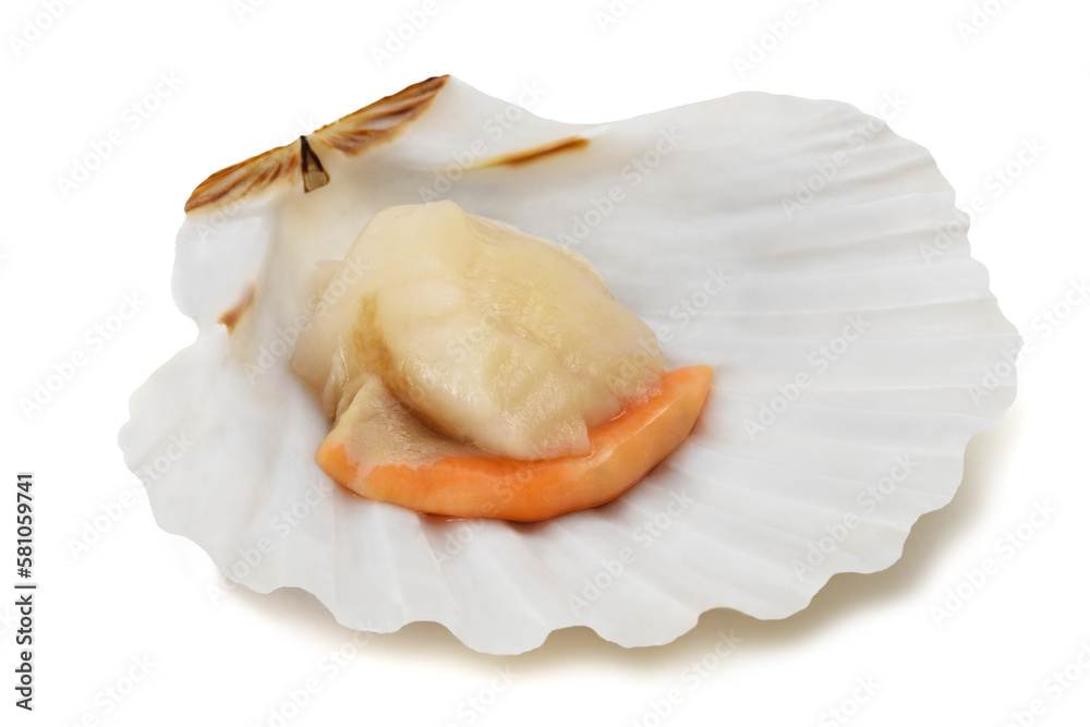 Fresh shell scallop