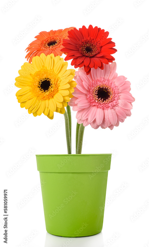 Fototapeta premium Gerberas flowers in vase
