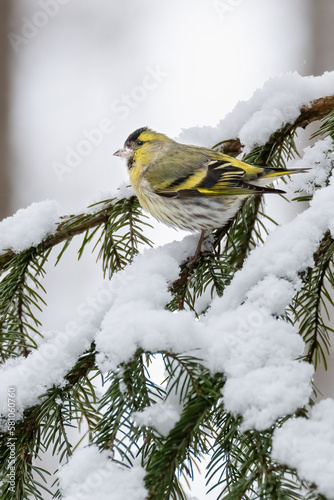 Eurasian siskin