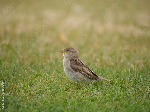 A small  gray bird sits in the green meadow and looks ahead
