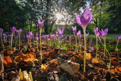Park with blooming flowers. Flower bed with purple autumn crocuses, aka meadow saffron or naked ladies. Flowering meadow in the park at sunset. 