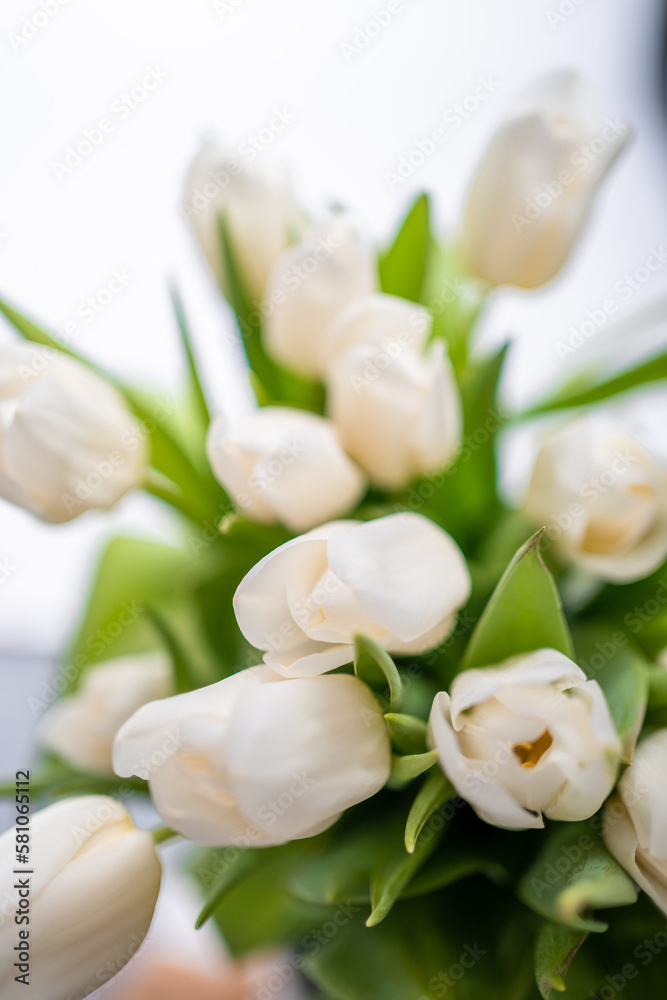 Fototapeta premium White tulips on white blurred background, congratulations. 