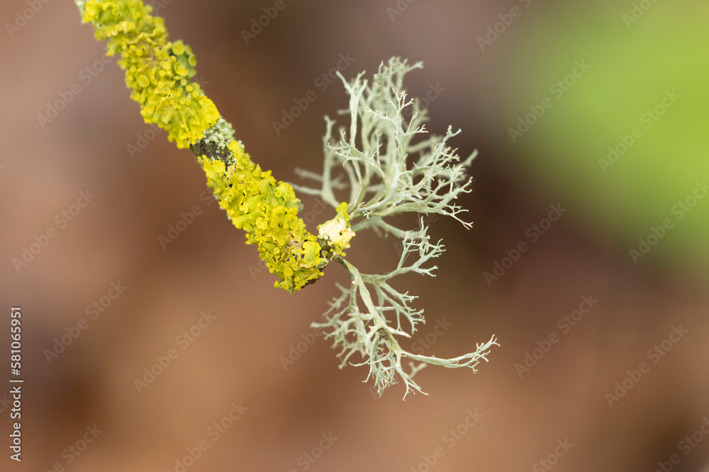 Lichen Xanthoria parietina and other lichens on dead branch Lichen Xanthoria parietina and other lichens on dead branch