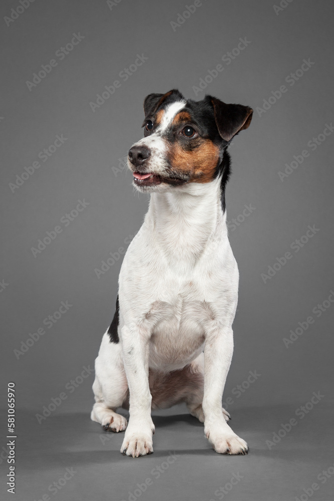 cute jack russell terrier dog sitting in the studio on a grey background