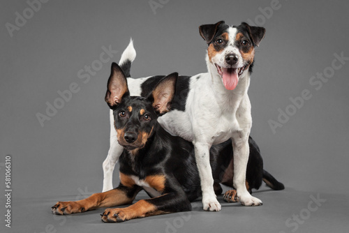 cute australian kelpie puppy dog and a jack russell terrier posing in the studio on a grey background © Oszkár Dániel Gáti