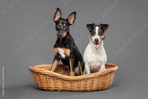 cute australian kelpie puppy dog and a jack russell terrier sitting in a weave basket in the studio on a grey background